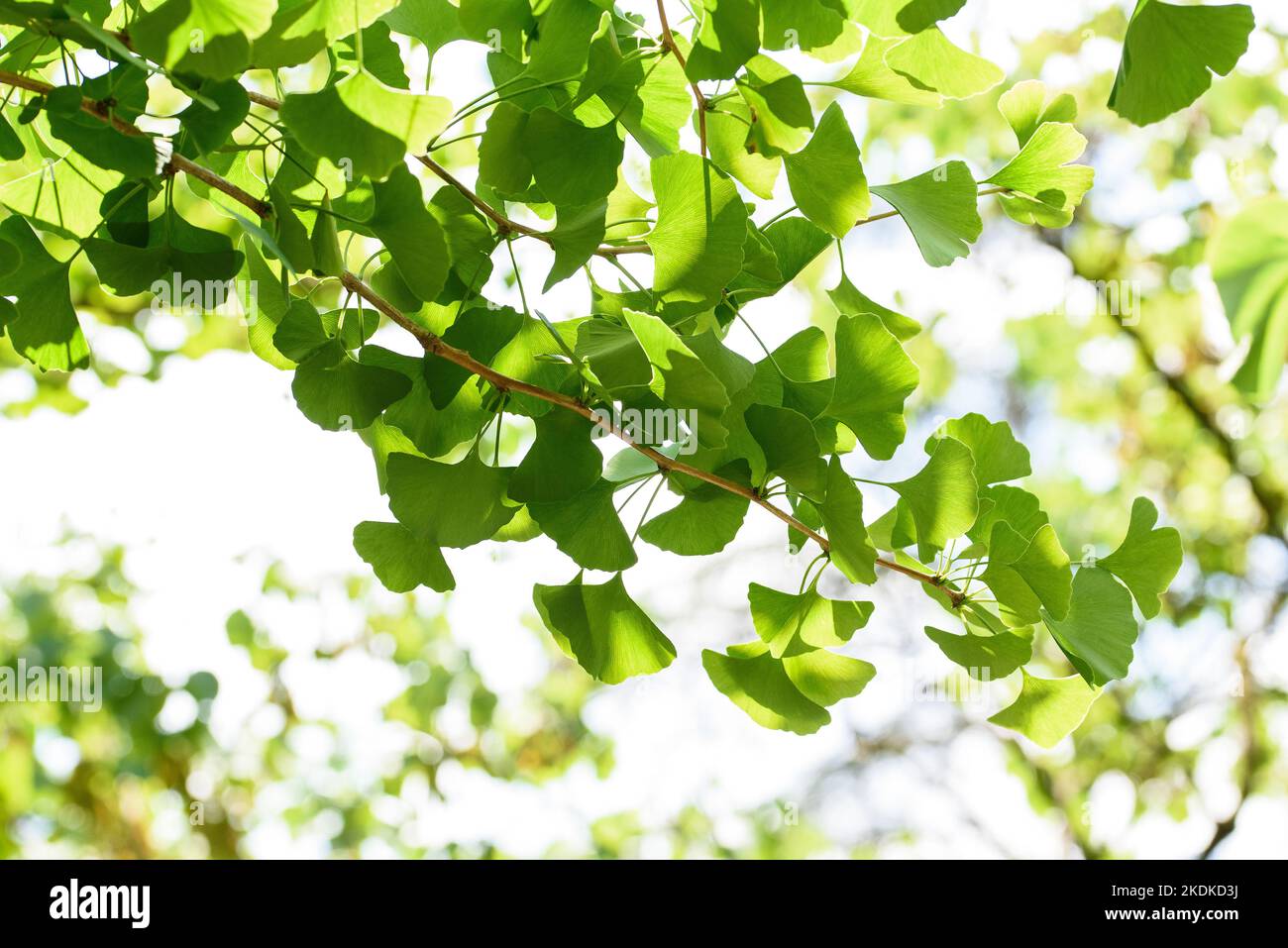 Ginkgo biloba ramo con foglie su sfondo sfocato Foto Stock