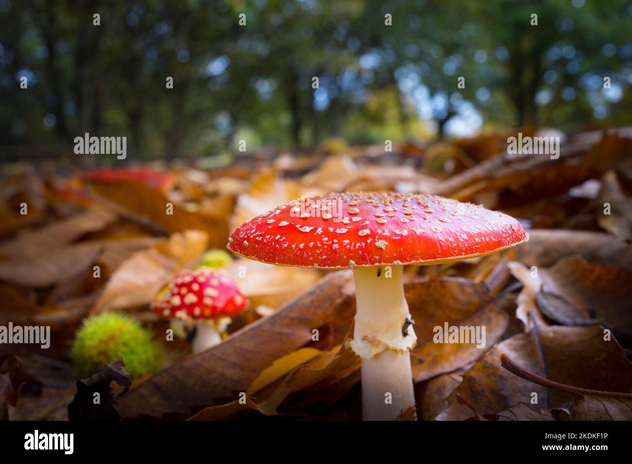 Primo piano dello sgabello di Fly Agaric (Amanita mascaria) selvatico rosso macchiato che cresce nel bosco del Regno Unito, in autunno. Foto Stock