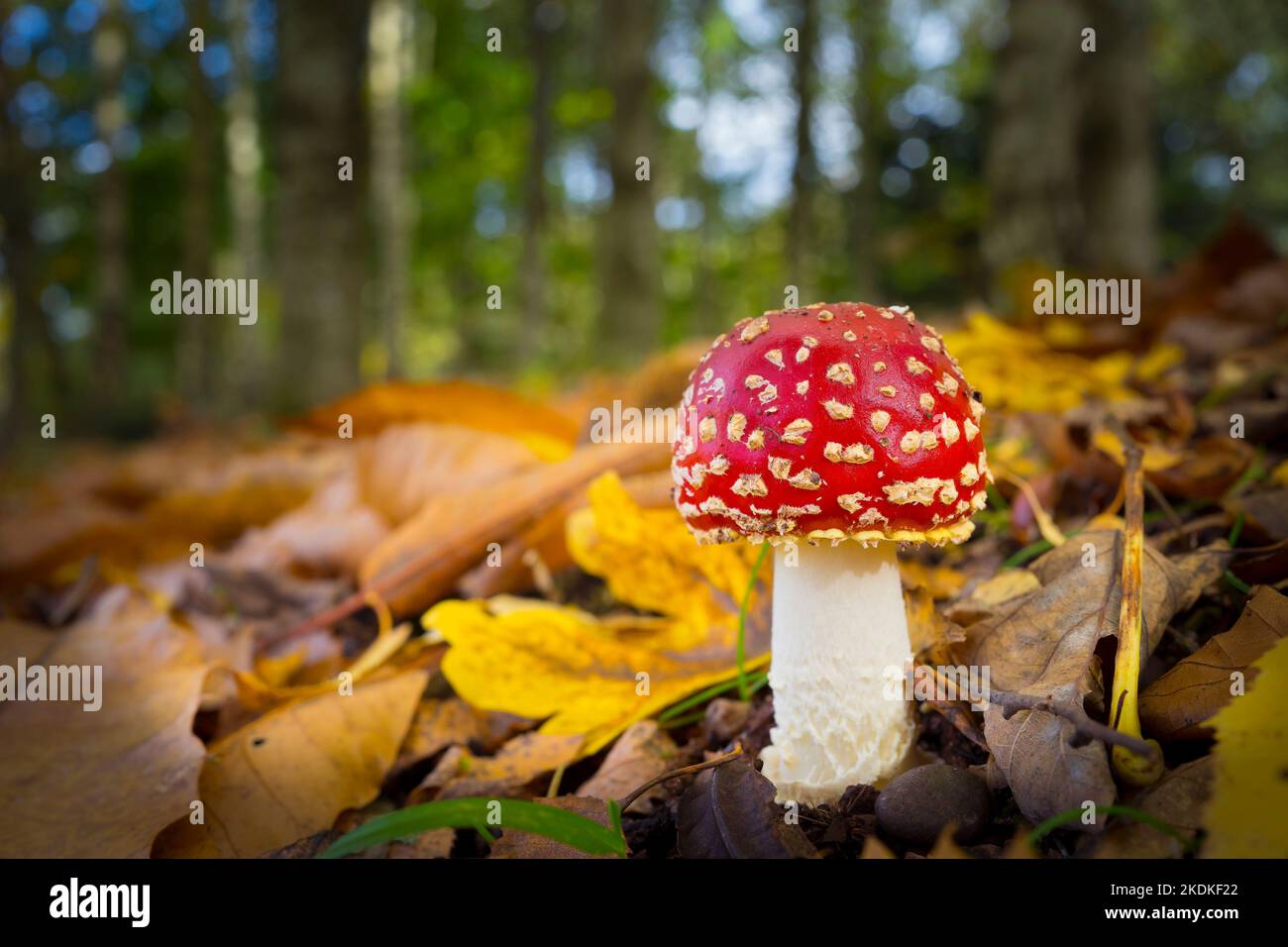 Primo piano dello sgabello naturale e rosso di Fly Agaric (Amanita mascaria) che cresce nel bosco britannico in autunno. Foto Stock