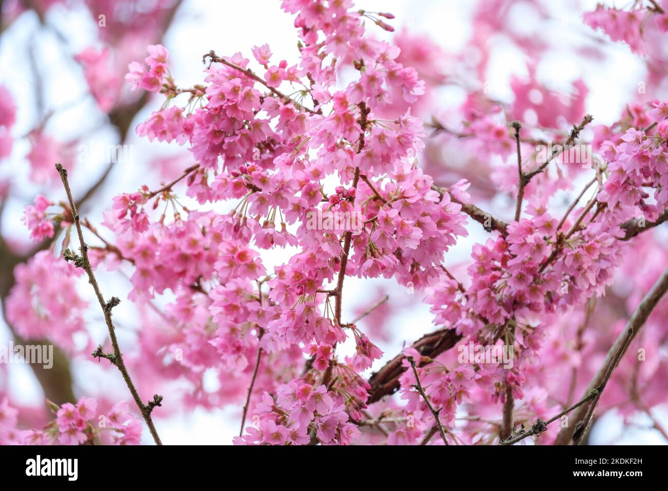 Prunus 'Euridice', ciliegia ornamentale Euridice. Fiore rosa, inizio primavera Foto Stock