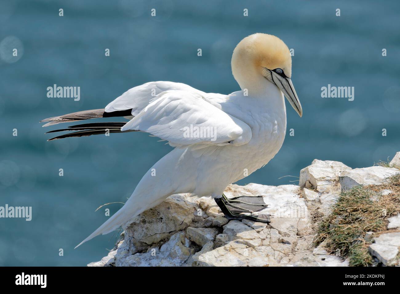 Gannet , scogliere di Bempton, vicino a Bridlington, Yorkshire Foto Stock