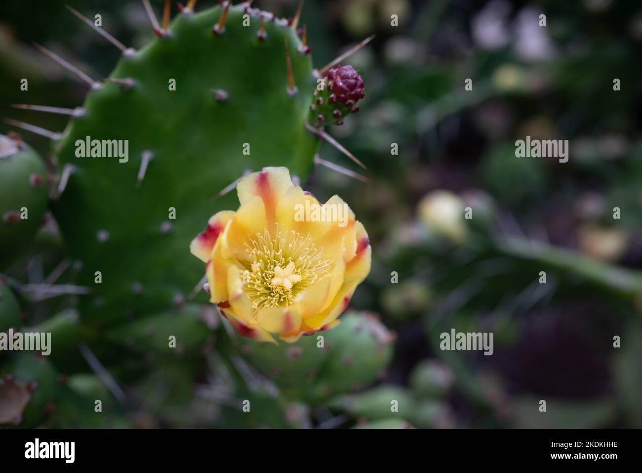 Primo piano di fiori gialli di cactus di pera di fico o di Opuntia ficus-indica Foto Stock