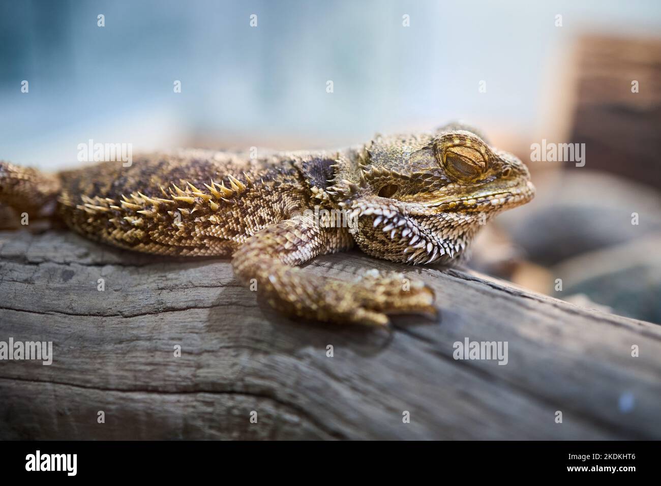 Pogona genere di rettili noto come draghi al bosso o Pogona Vitticeps. Drago bearded si riferisce al lato inferiore della gola o della barba di lucertola che può girare Foto Stock