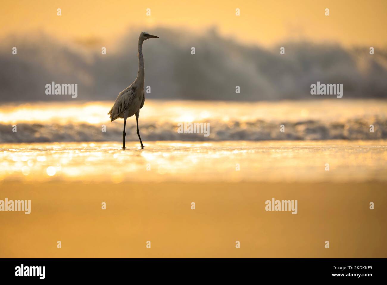 Bellissimo uccello bianco egret sull'acqua dell'oceano durante il tramonto sfondo naturale. Il bokeh caldo e luminoso sfocerà il riflesso della luce sull'acqua. Fotografia dell'ora d'oro. Foto Stock