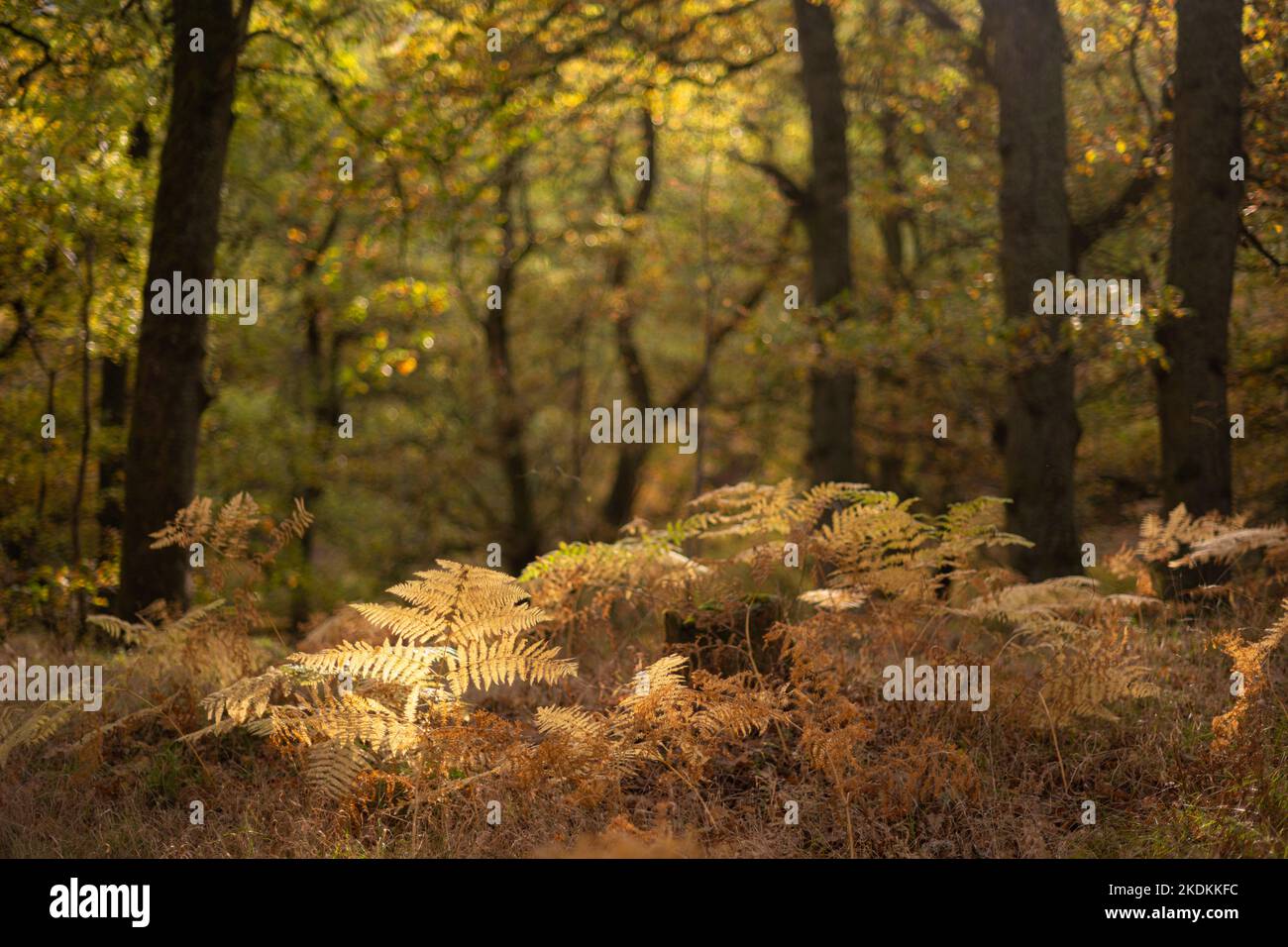 Colori autunnali a Balmacaan Woods vicino a Drumnadrochit. Foto Stock