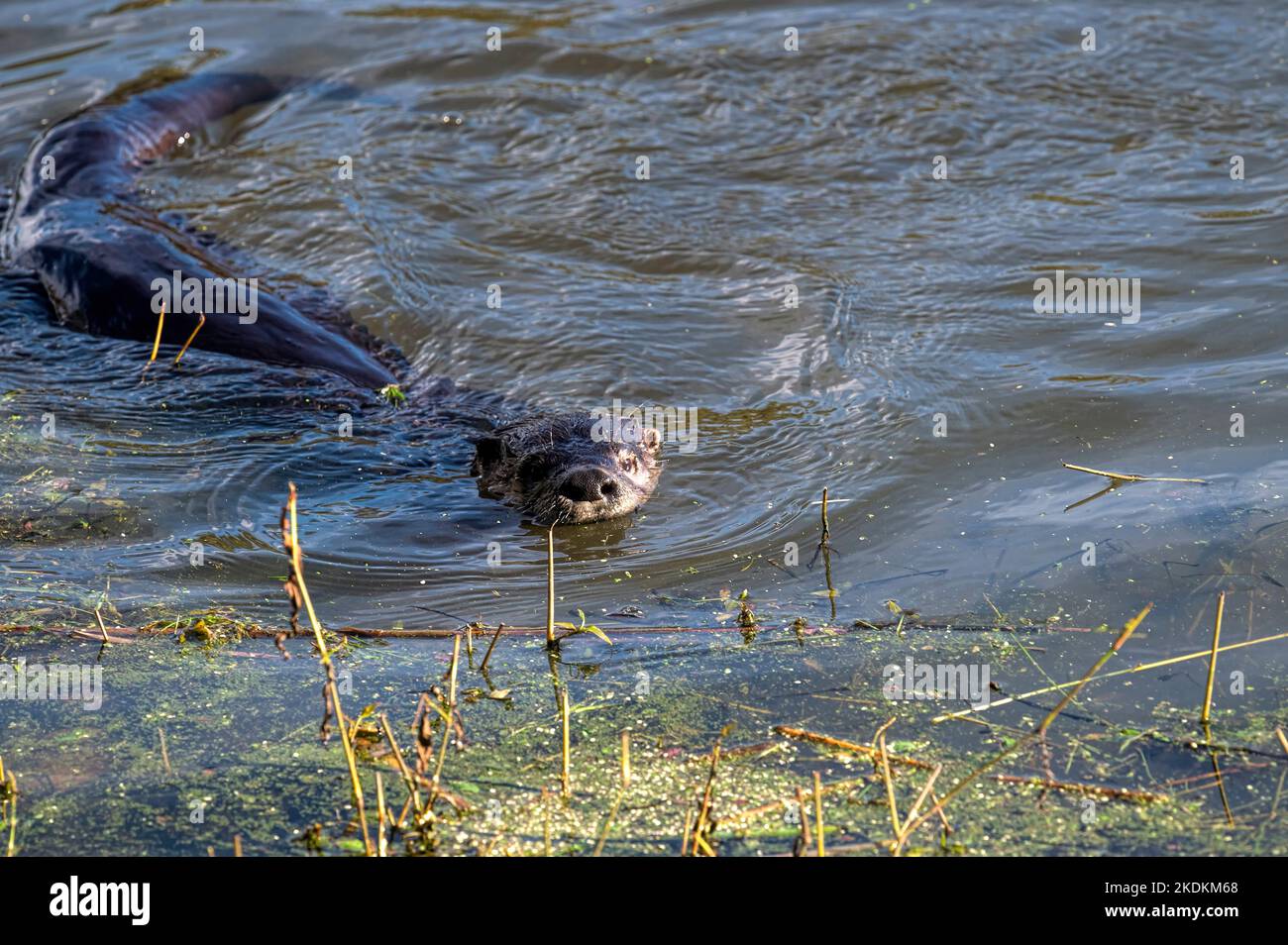 Lontra del fiume nordamericano (Lontra canadensis) in macchina fotografica di fronte all'acqua. Laguna di Blakeburn, Port Coquitlam, B. C., Canada Foto Stock