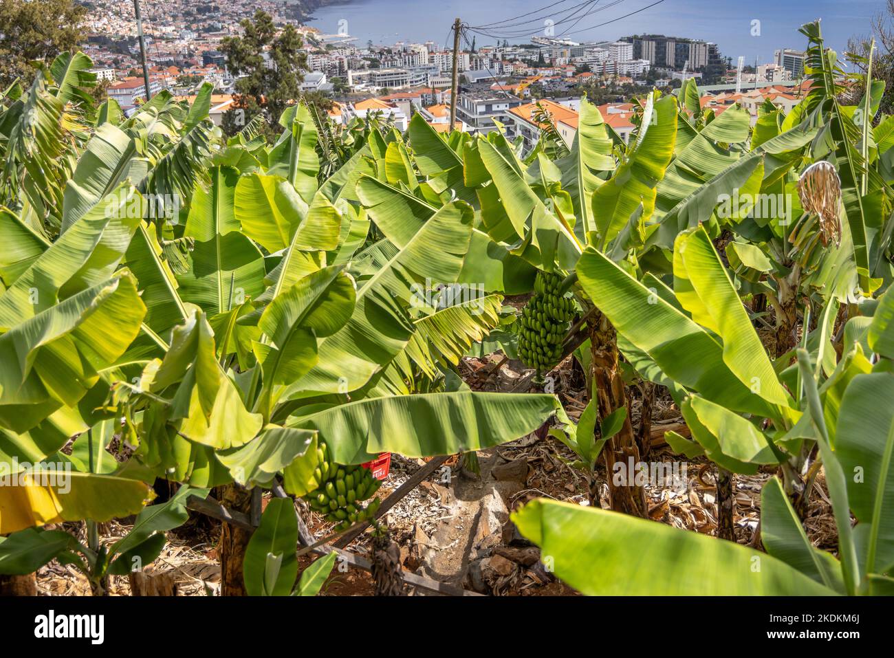 Piantagione di banane che si affaccia su Funchal, Madeira, Portogallo. Foto Stock