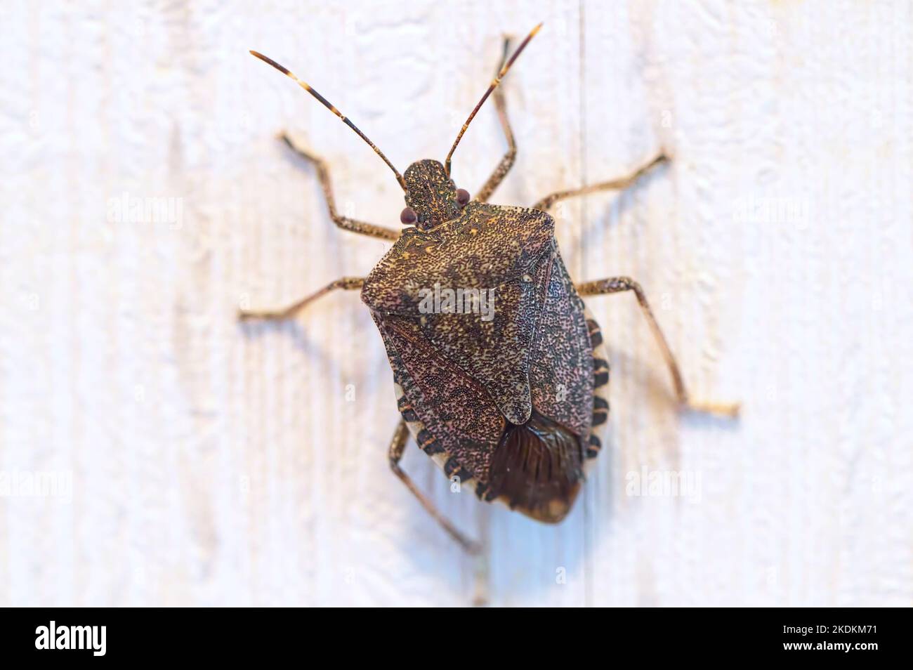 Marrone marmorato Stink Bug (Halyomorfa halys) closeup di peste invasiva su carta da parati all'interno di una casa, Maple Ridge, B. C., Canada. Foto Stock