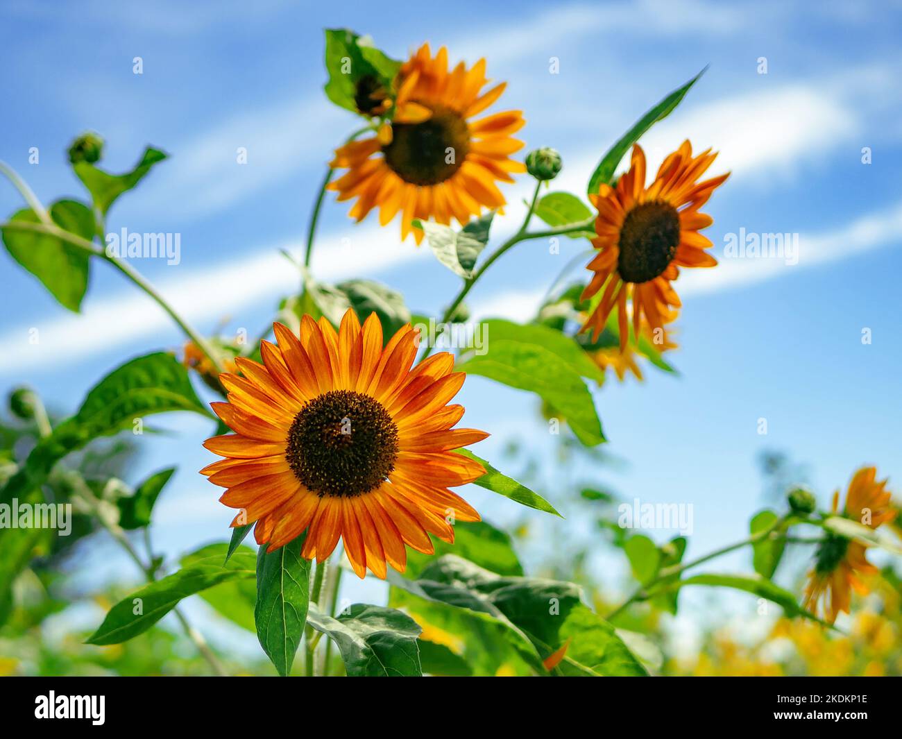 Girasoli in un campo di fiori in una giornata di sole con cielo blu sullo sfondo Foto Stock