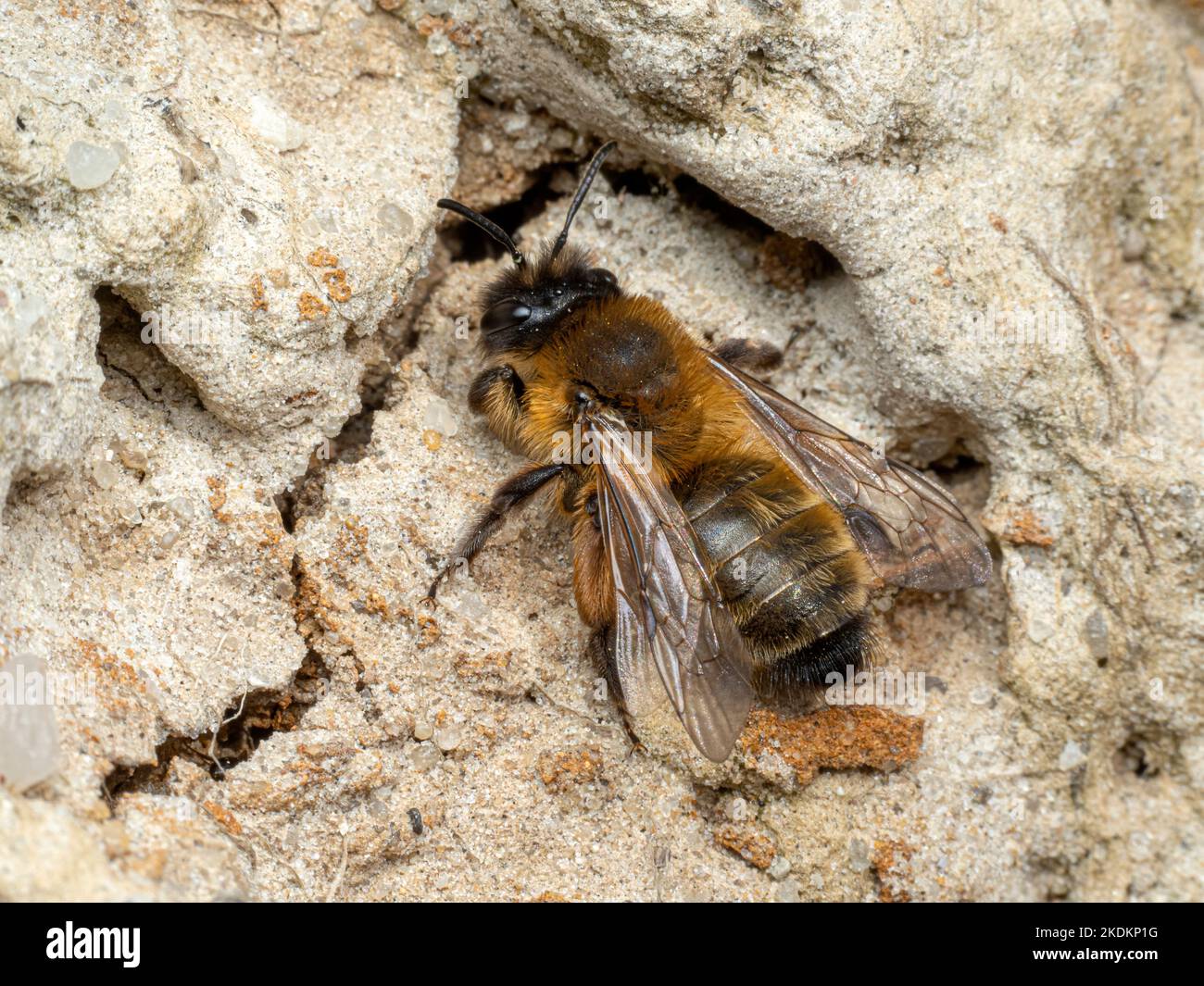 Red Mason Bee, solitario Bee, Osmia rufa, Osmia bicornis, che riposa su una colonia di bordo rupe Norfolk aprile Foto Stock