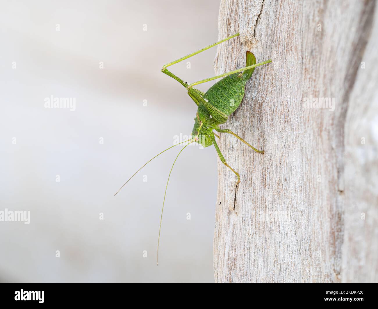 Bush Cricket macchiato, Leptophyes punctatissima, adulto che riposa su un groyne stump Norfolk settembre Foto Stock
