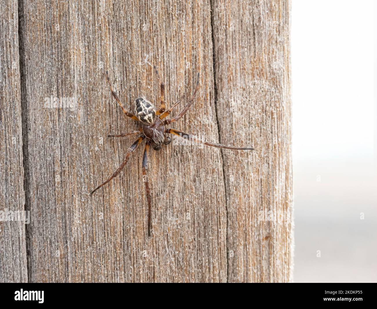 Solco orbo tessitore Spider, Larinioides cornutus Foto Stock