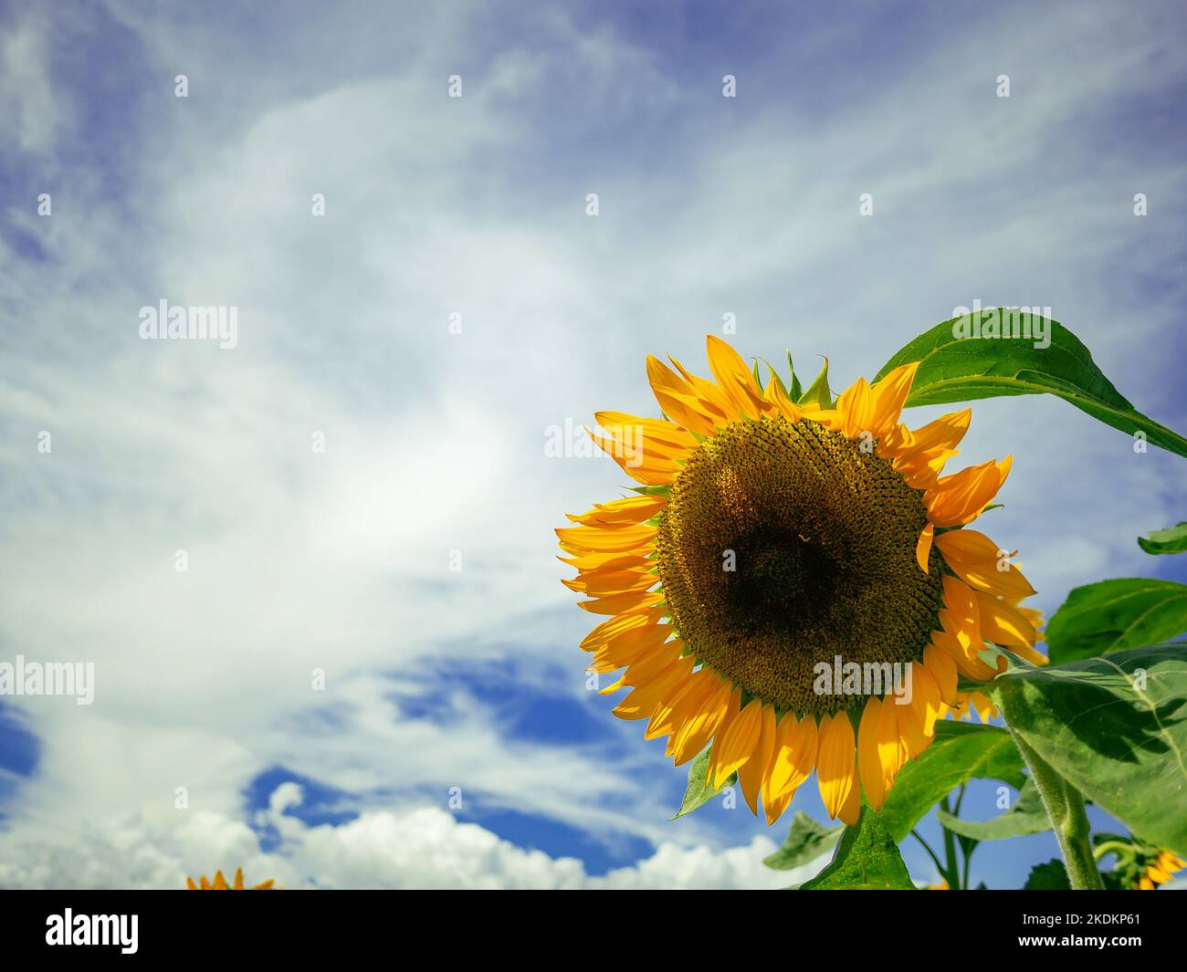 Girasoli in un campo di fiori in una giornata di sole con cielo blu e nuvole sullo sfondo. Foto Stock
