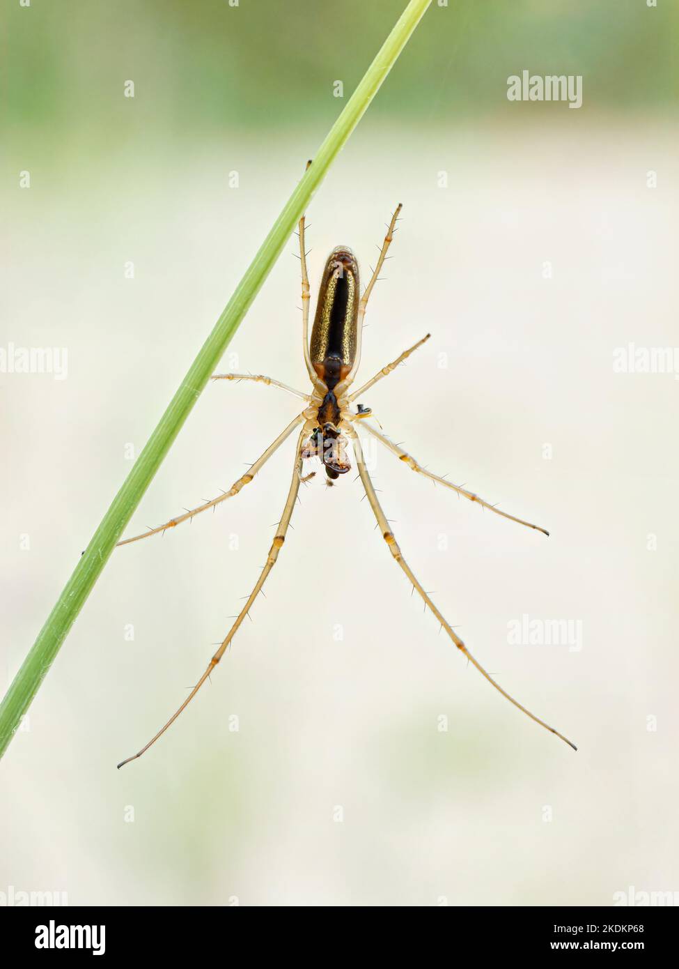Long Jawed Orb Weaver Spider, Tetragnatha extensa, adulto su erba fusto mangiare preda Norfolk giugno Foto Stock