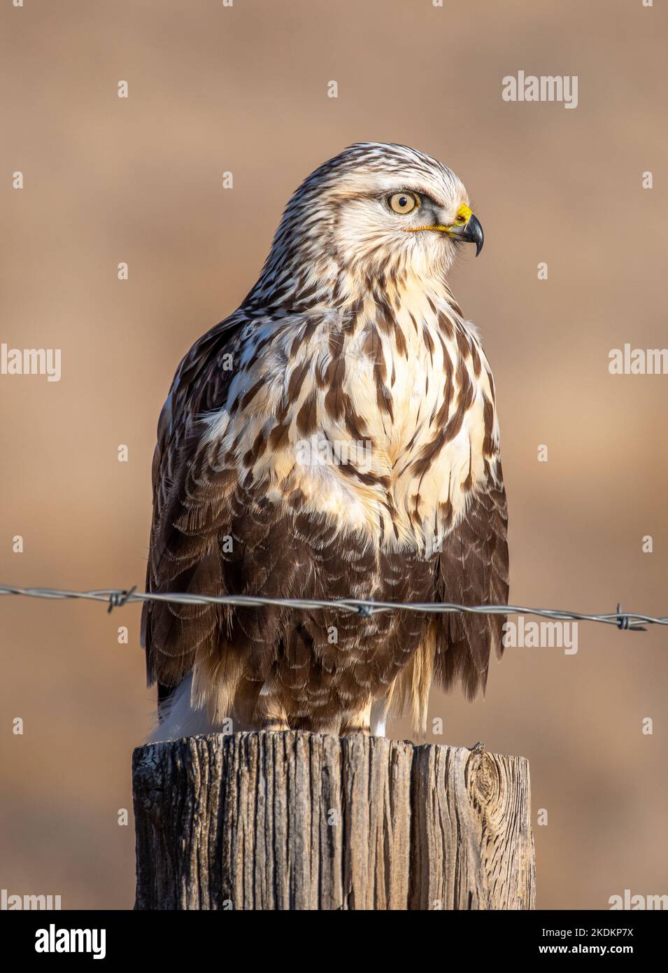 Un bellissimo Hawk dalle gambe ruvide si trova graziosamente su un fencepost sui suoi terreni svernanti nell'alta regione del Colorado. Foto Stock