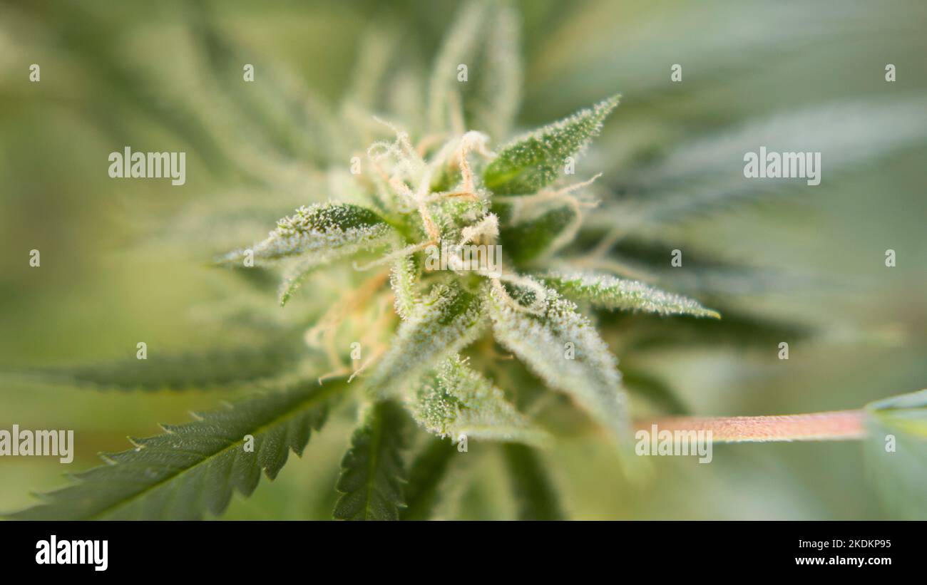primo piano della marihuana cbd trichomcasa fioritura di germogli di cannabis pre-raccolto Foto Stock