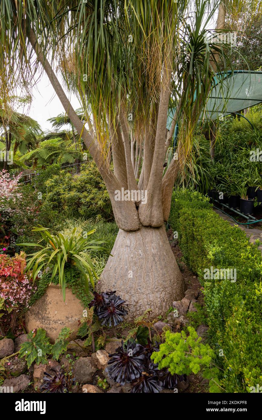 Monte Palace Gardens, Monte, Funchal, Madeira, Portogallo. Foto Stock