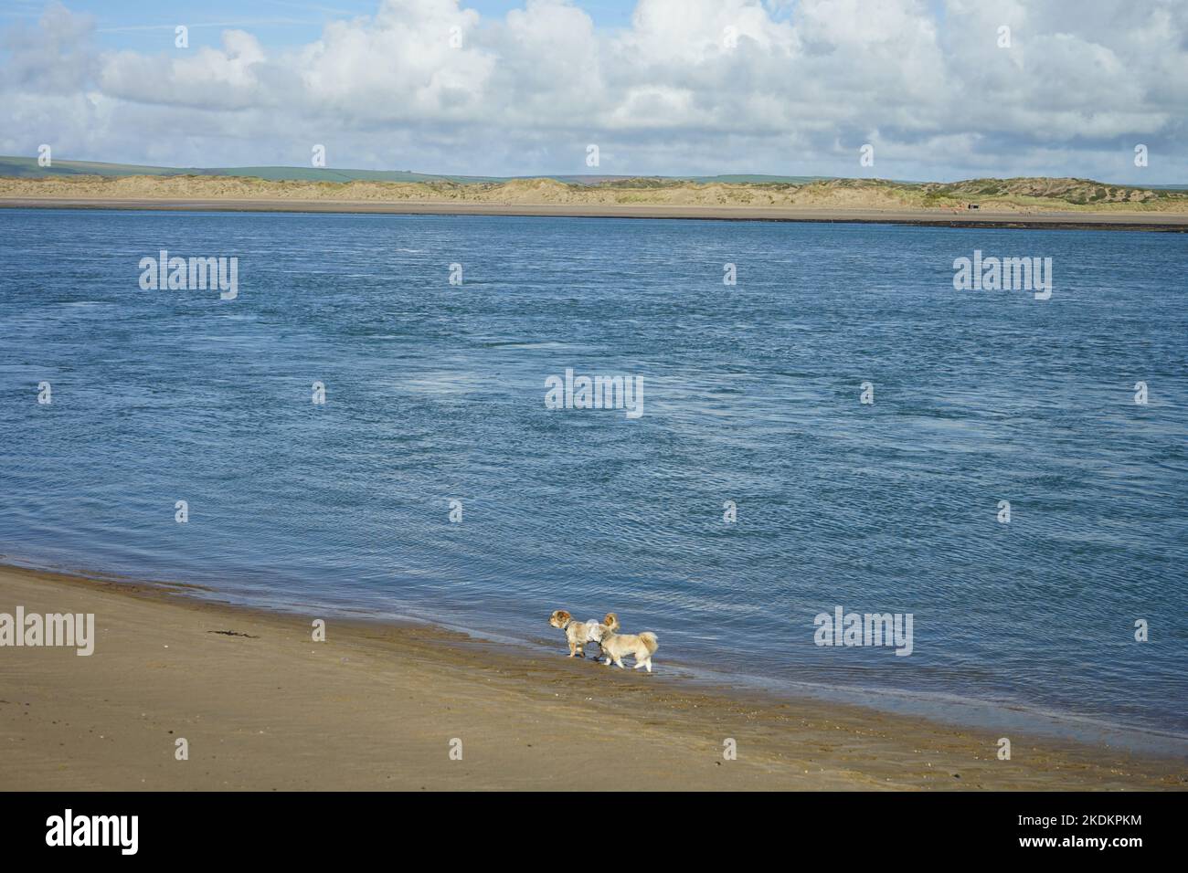 Due cani sulla spiaggia Foto Stock