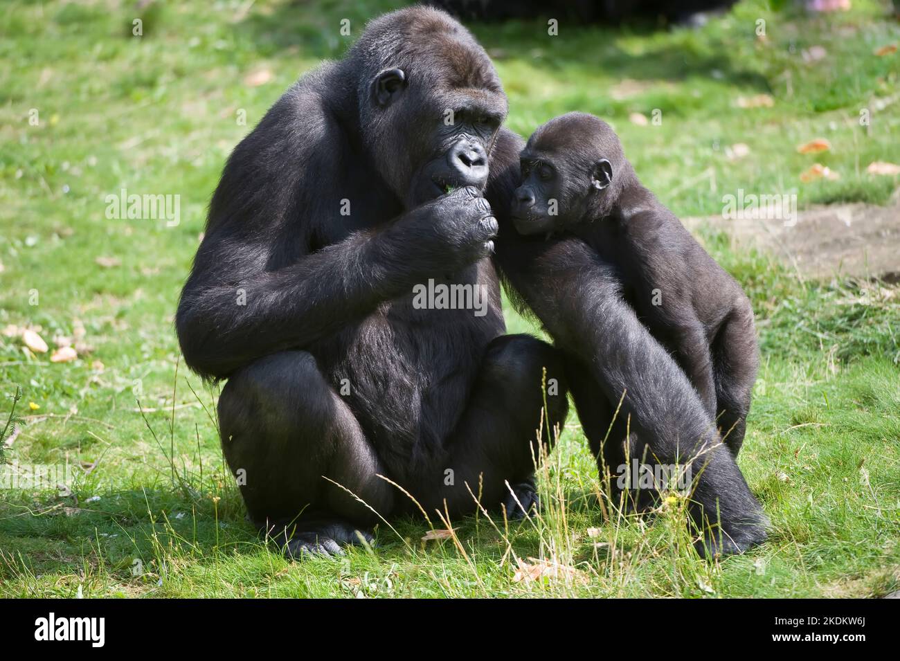 Western Lowland Gorilla (Gorilla gorilla gorilla), femmina con giovane, criticamente minacciato (IUCN 2009), Africa Foto Stock