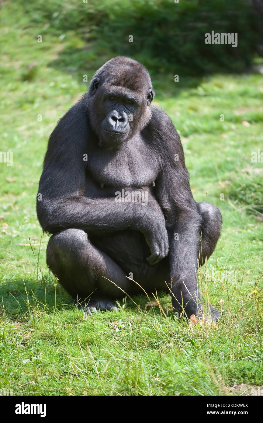 West Lowland Gorilla (Gorilla gorilla gorilla), criticamente minacciato (IUCN 2009), Africa Foto Stock