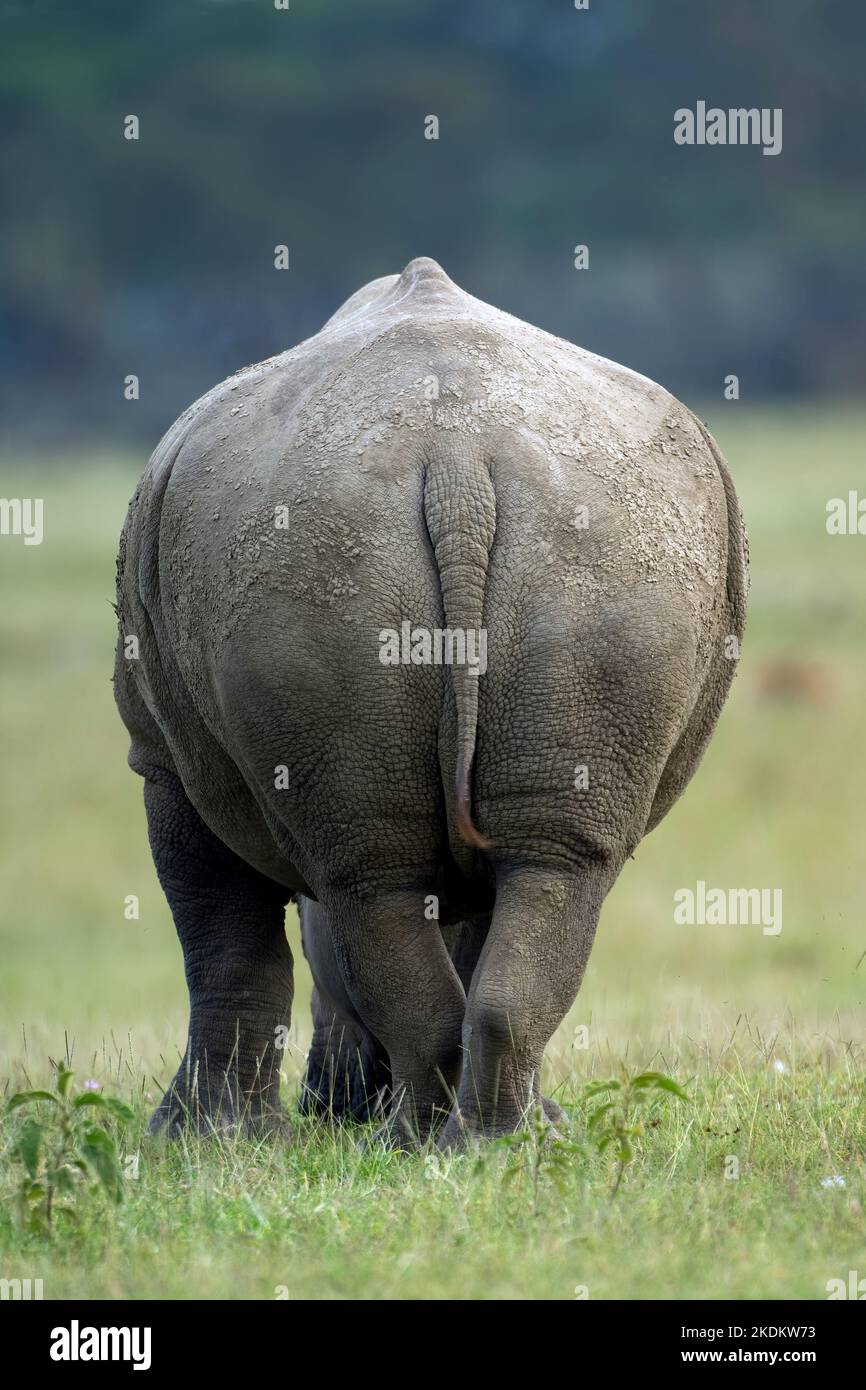 Dorso di un rinoceronte bianco o di un rinoceronte quadrato, specie minacciate; (Ceratotherium simum), famiglia Rhinocerotidae, ordine di Perissadactyla, Foto Stock