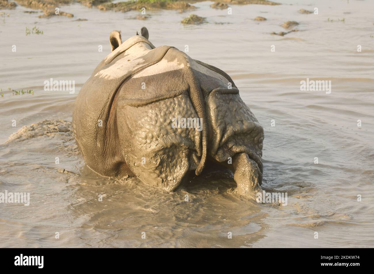 Rinoceronti indiani o rinoceronti grandi in acqua, (rinoceronti unicorniti), specie minacciate di estinzione, Parco Nazionale di Kaziranga, Assam, India Foto Stock