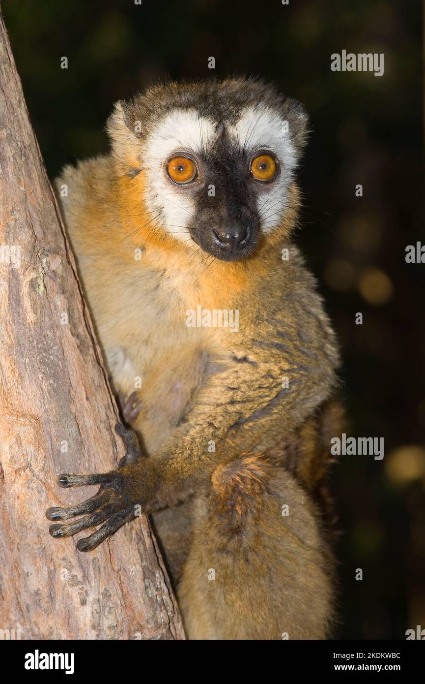 Lemur marrone con facciata rossa (Eulemur rufus), Riserva Naturale del Perinet, Madagascar Foto Stock
