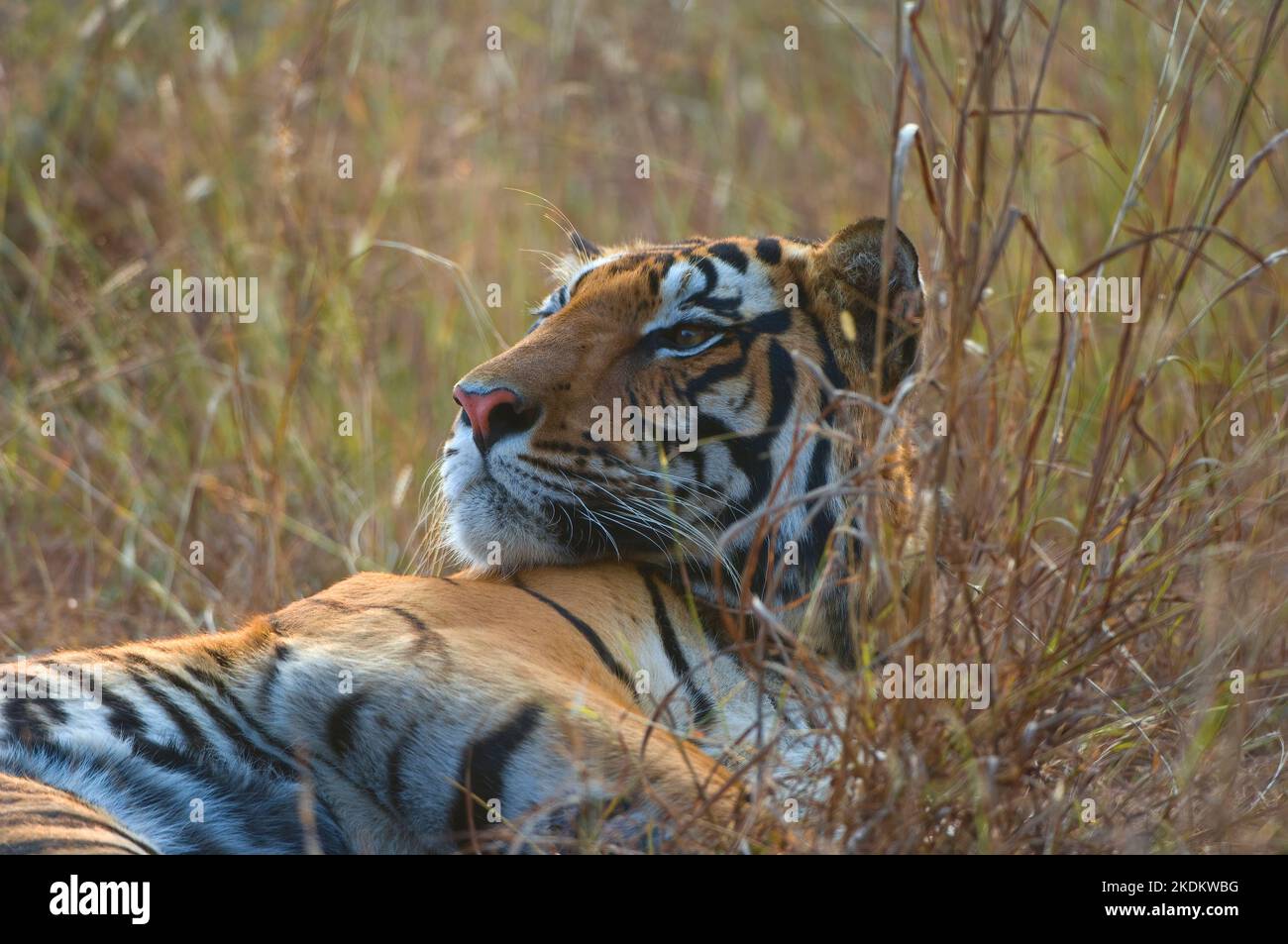 Tigre bengala che si deposita nell'erba (Panthera tigris tigris), Parco Nazionale di Kanha, , Madhya Pradesh, India Foto Stock