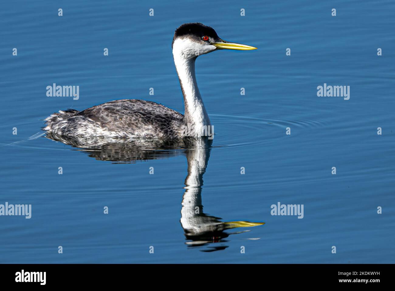 Grebe occidentale o cigno (Aechmophorus occidentalis) Foto Stock