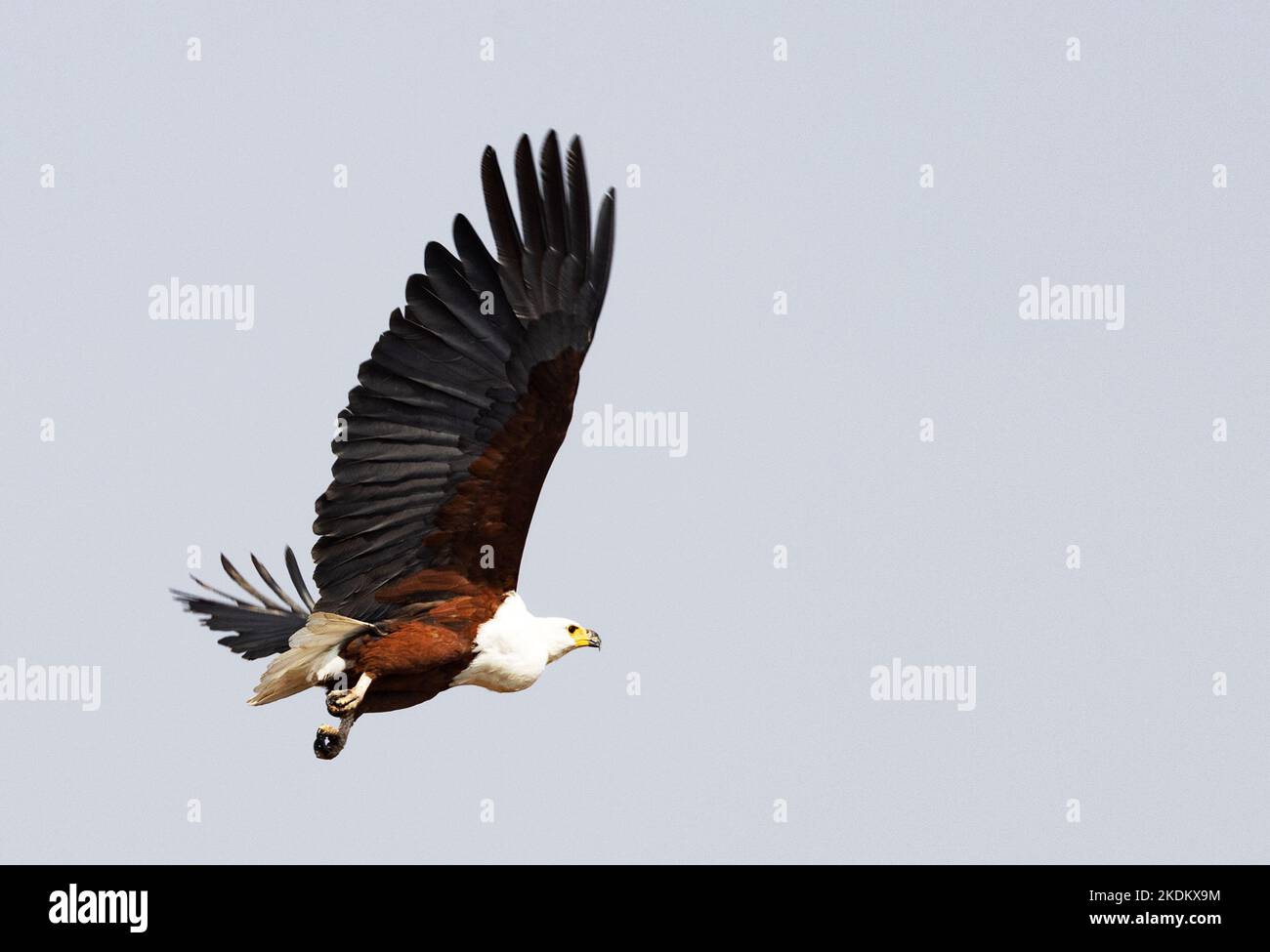 Aquila di pesce africana che vola, voce di Haliaeetus in volo, Parco Nazionale di Chobe, Botswana Africa. Fauna selvatica africana. Foto Stock