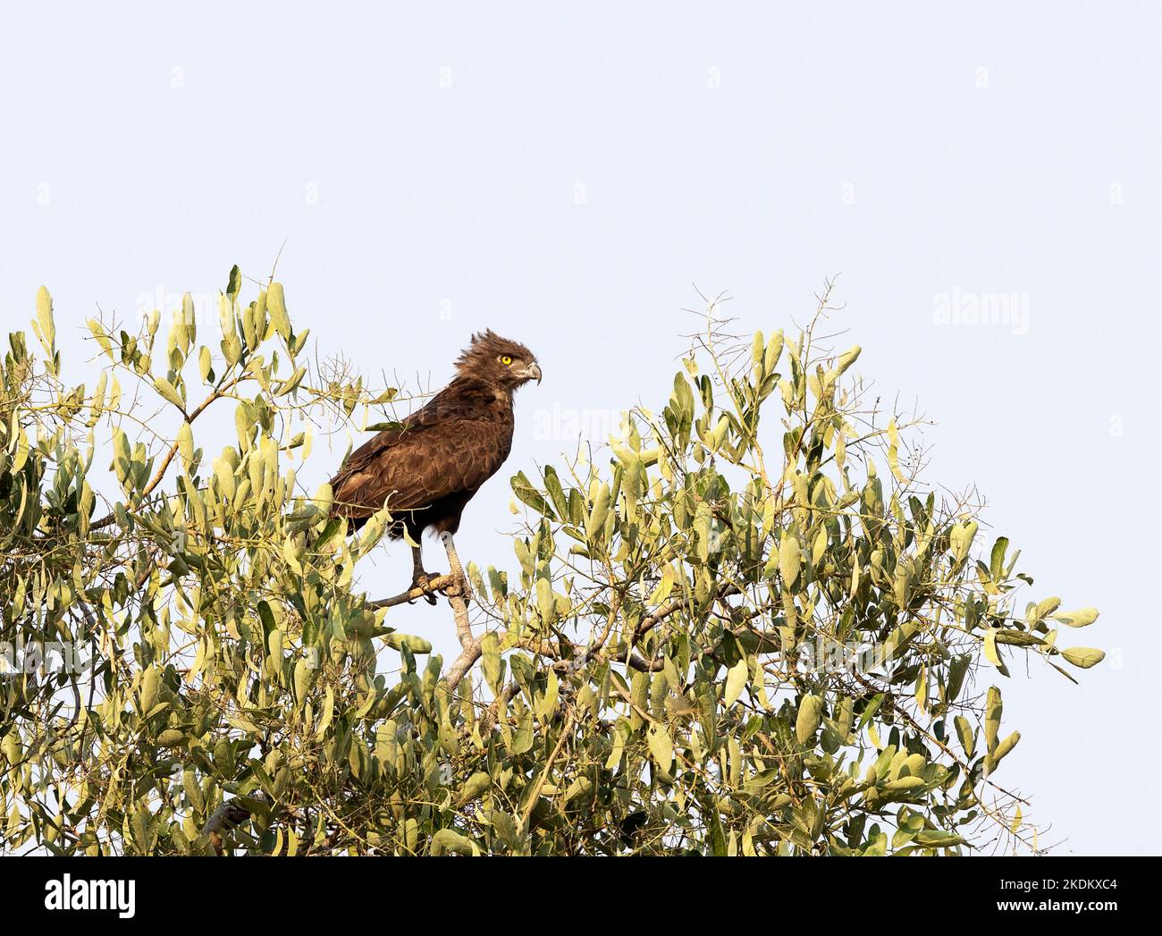 Aquila di serpente marrone, Botswana Africa - Circaetus cinereus arroccato in un albero, Savuti, Chobe Parco Nazionale Botswana Africa Foto Stock