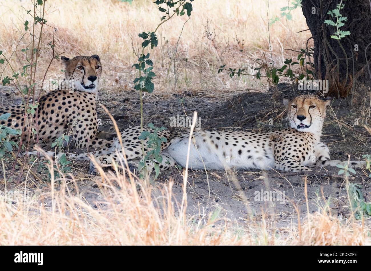 Due ghepardi maschi adulti, Acinonyx jubatus in the wild, Chobe National Park, Botswana Africa. Il ghepardo è un grande gatto e un animale minacciato di estinzione. Foto Stock