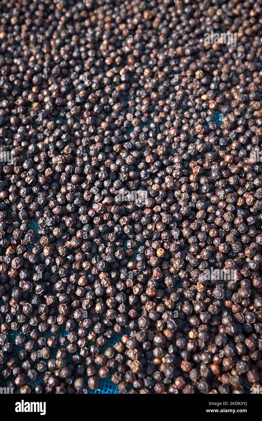 Pepper Farm KEP Cambogia Foto Stock