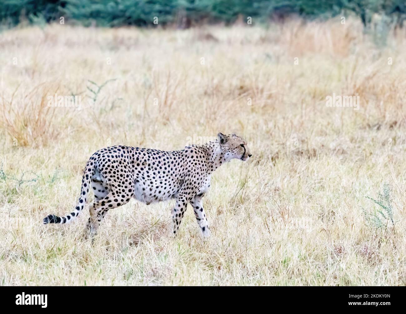 Ghepardo Africa; ghepardo adulto maschio in piedi in prateria, Acinonyx jubatus, Chobe National Park, Botswana Africa. Animale minacciato. Cat. Grande Foto Stock