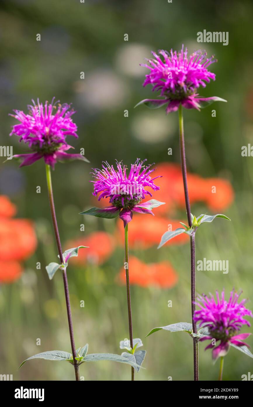 Indianernessel, Bergamotte, Monarde, Monarda fistulosa Huckleberry, bergamotto, balsamo d'api Foto Stock