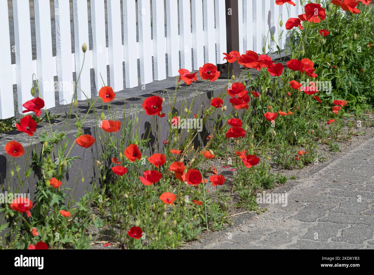 Klatsch-Mohn, Klatschmohn, an einem Gartenzaun, Mohnblume, Klatschrose, Mohn, Papaver rhoeas, mais papavero, campo papavero, papavero comune, Rosa di mais, Flande Foto Stock