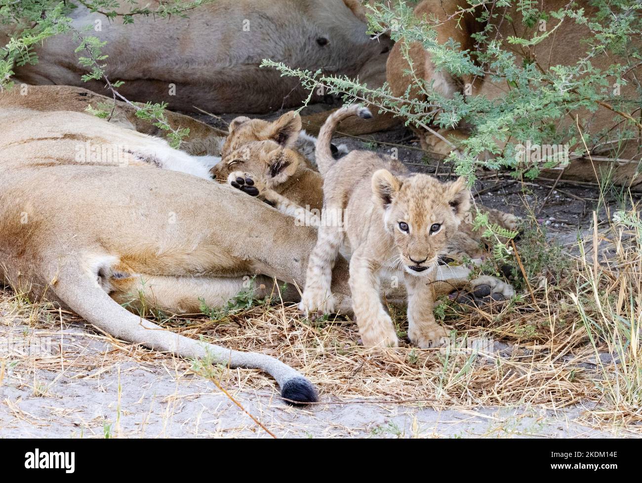 Cuccioli di leone Africa - cuccioli di 1-2 mesi, alcuni succhiati dalla loro madre, Okavango Delta, Botswana Africa Foto Stock