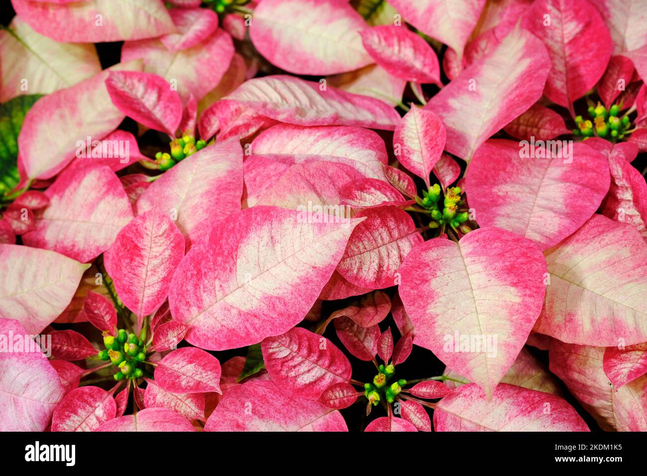 Foglie rosa sfondo texture, foglie colorate, natura concetto, foglia tropicale. Foto Stock