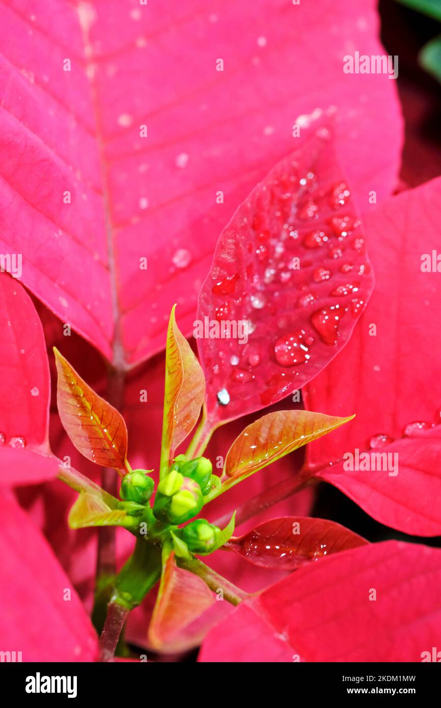 Foglie rosa sfondo texture, foglie colorate, natura concetto, foglia tropicale. Foto Stock