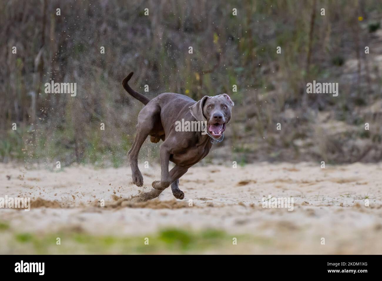 Puntatore a capelli corti Weimaraner. Bella aquila marrone. Cane ribelle sul paddock. Foto Stock