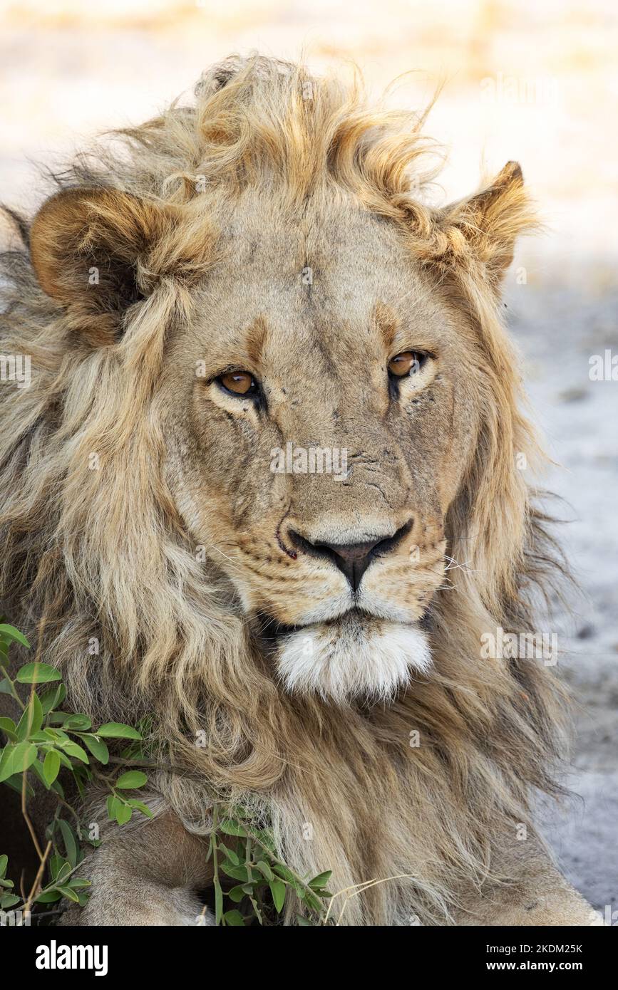 Leone maschile adulto, Panthera leo, guardando dritto la macchina fotografica, primo piano ritratto, Savuti, Chobe National Park, Botswana Africa Foto Stock