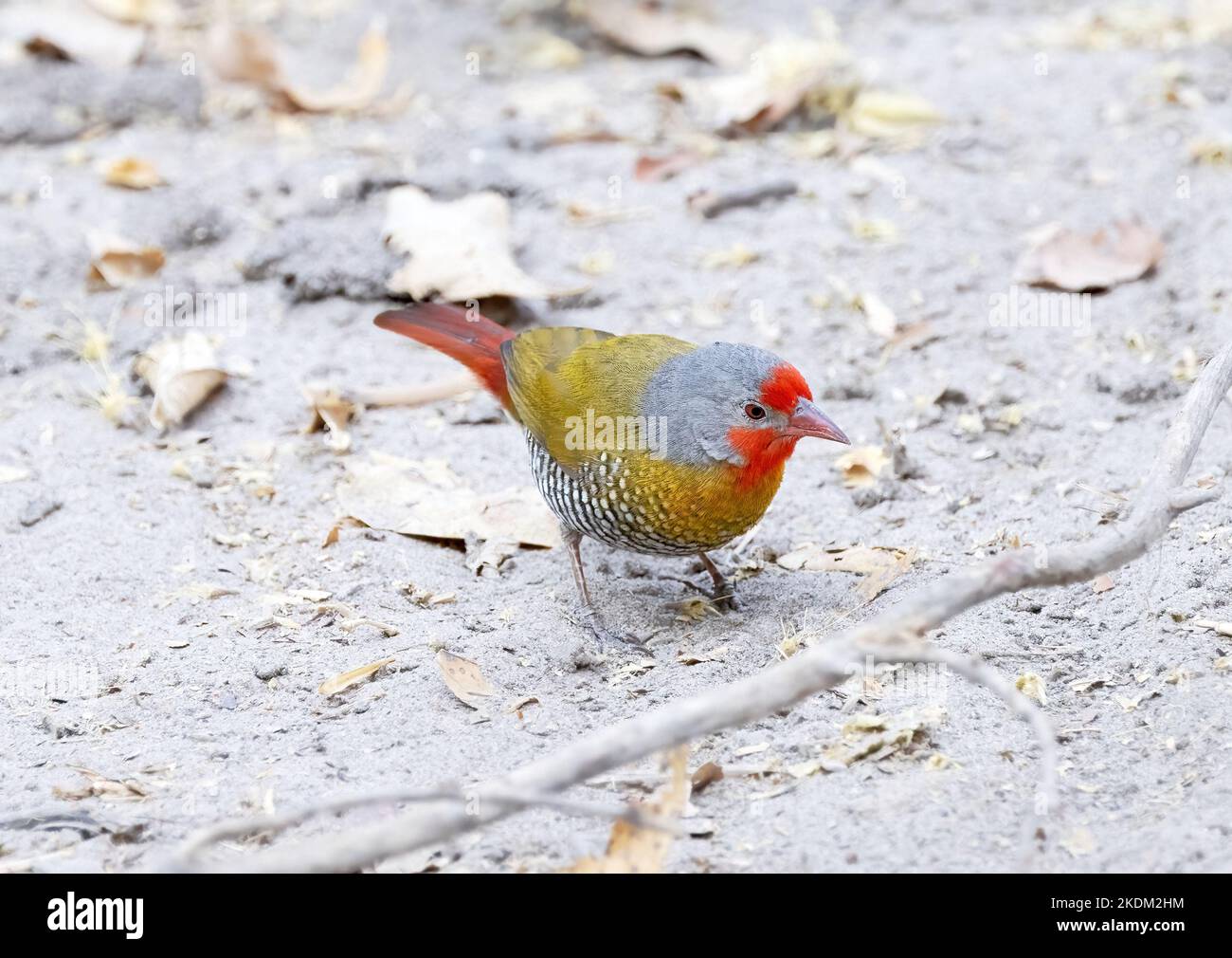 Adulto maschio Pitilia con alette verdi, Pitilia melba, formalmente Melba Finch, Chobe National Park Botswana Africa. Uccello africano. Foto Stock