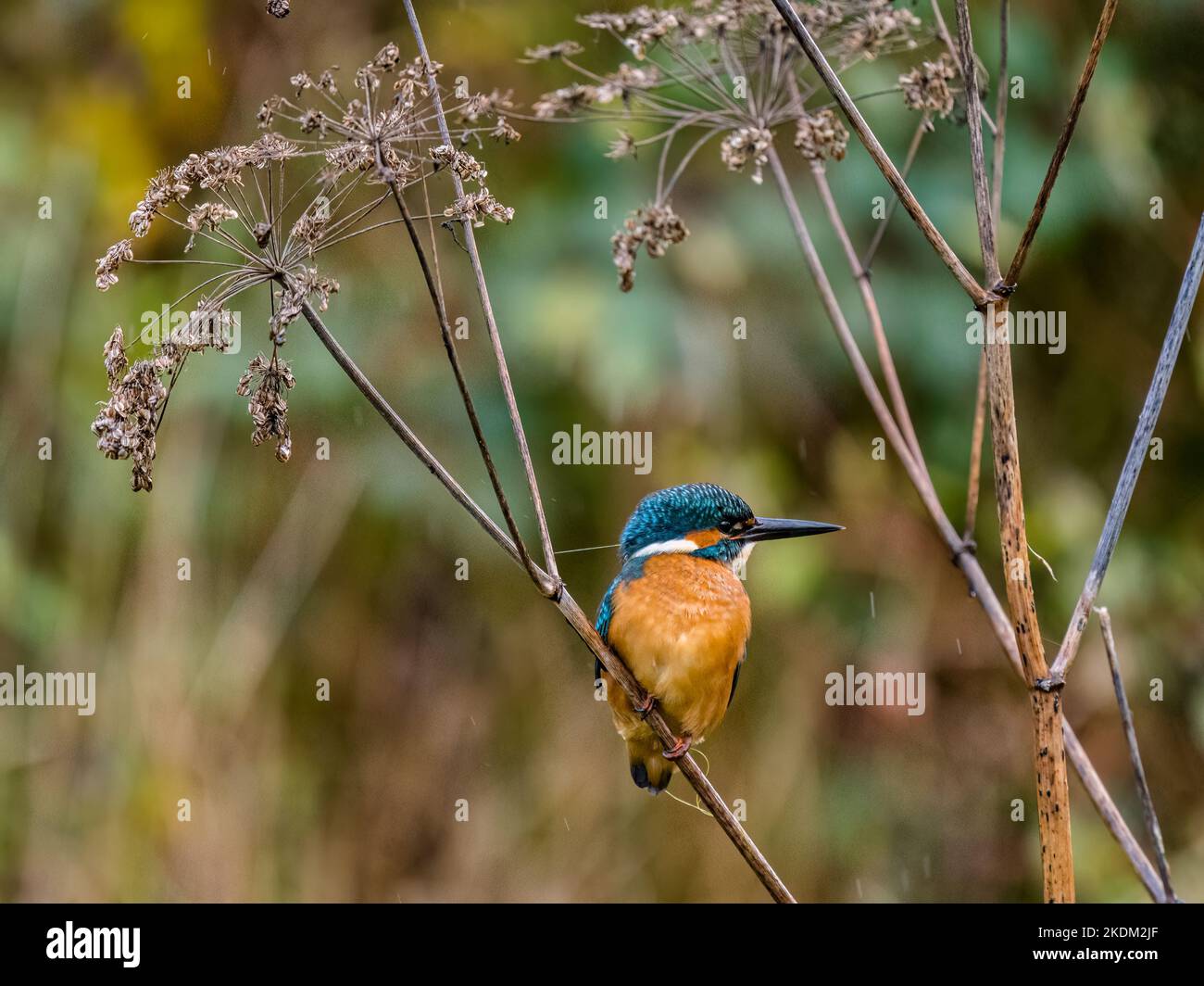 Kingfisher in uno stagno del giardino nel Galles centrale in autunno Foto Stock