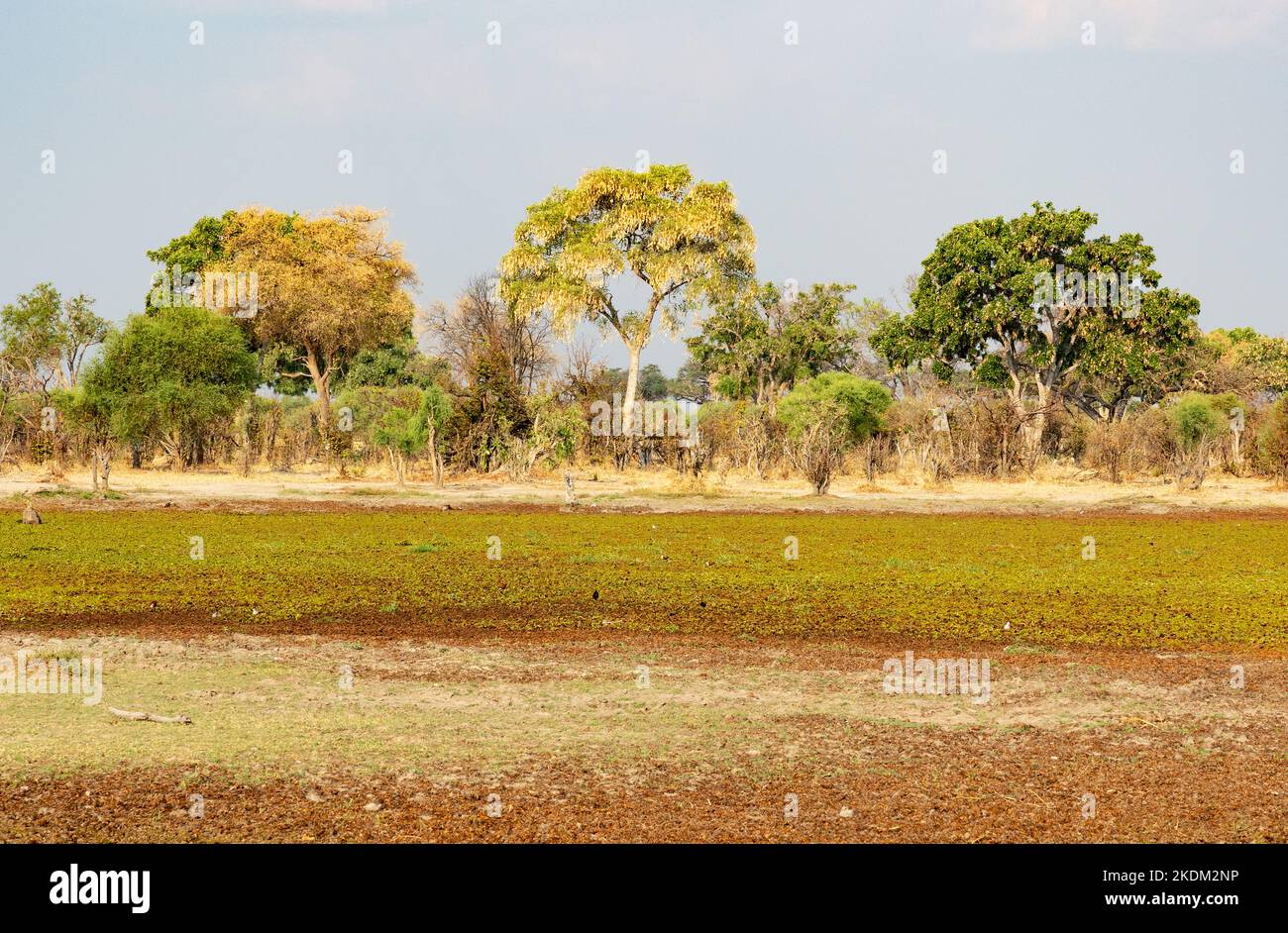 Paesaggio africano; Grassland e alberi, Moremi Game Reserve, Delta dell'Okavango, Botswana Africa. Paesaggi africani Foto Stock
