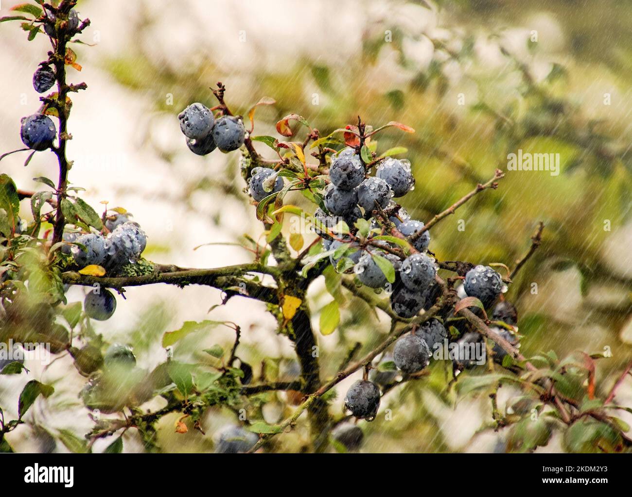 Regennasse Beeren am Schlehdornbusch Foto Stock