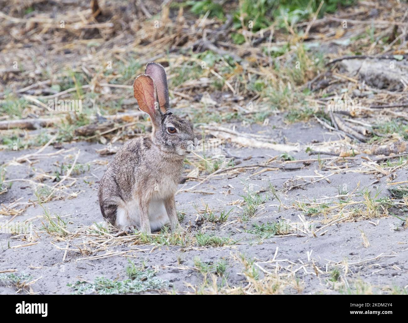 Scrub Hare, Lepus saxatilis, un animale della riserva di Moremi, delta di Okavango, Botswana Africa Foto Stock