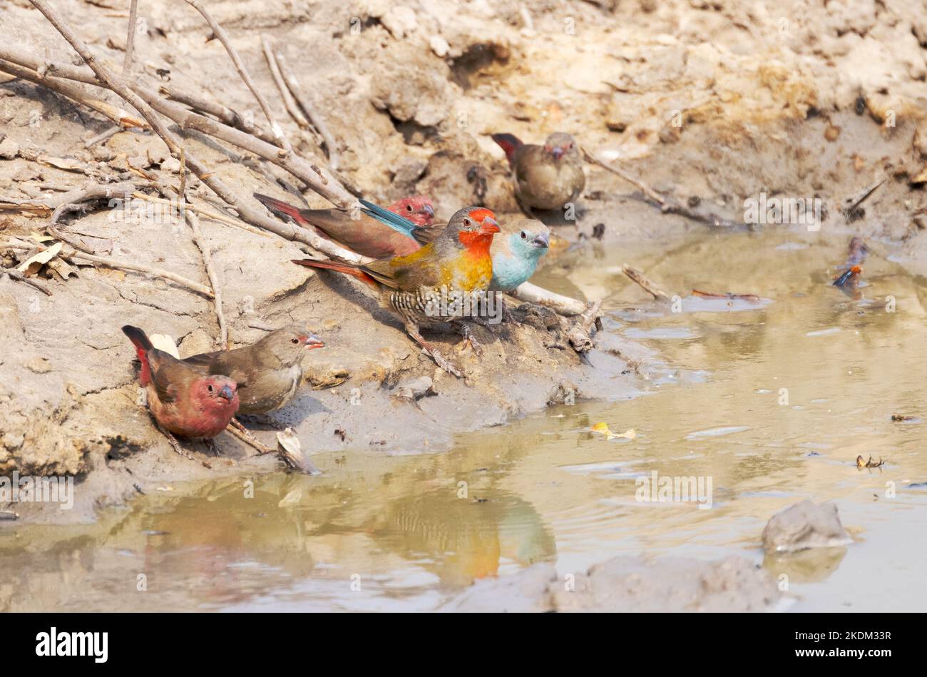 Uccelli colorati Africa, Chobe National Park, Botswana Africa. Maschio e femmina Red Billed Firefinch (a sinistra); Melba Finch e Blue Waxbill Foto Stock
