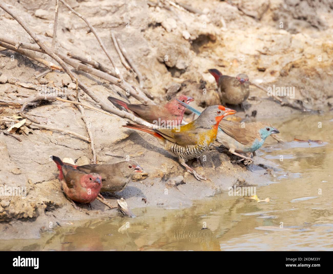 Colorati uccelli africani, Parco Nazionale di Chobe, Botswana Africa. Maschio e femmina Firefighinch fatturato rosso (a sinistra); pitilia alato verde e Blue Waxbill Foto Stock