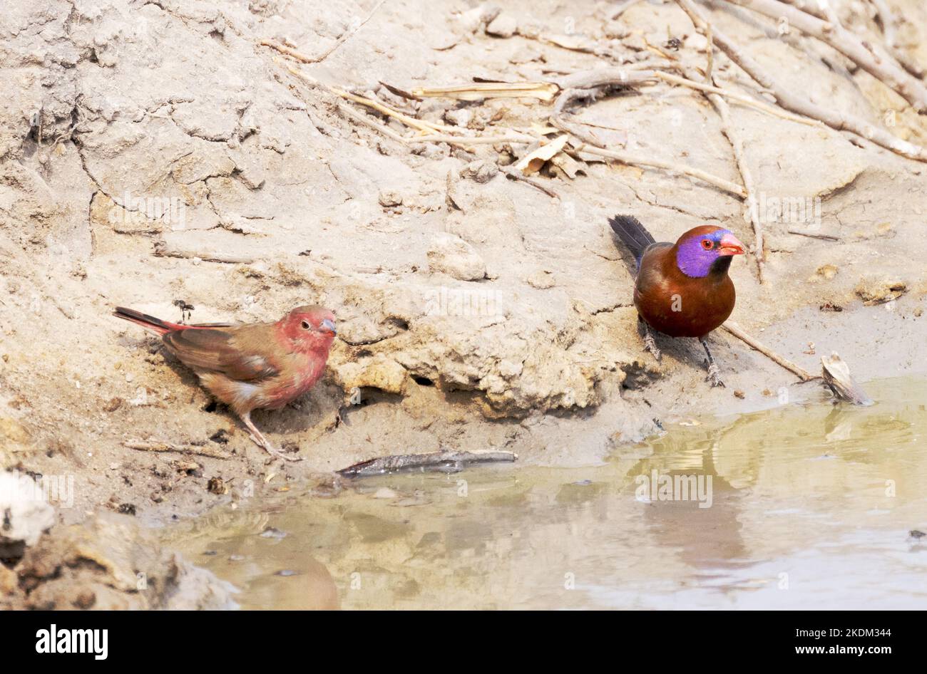 Uccelli africani colorati in un'acqua buca, Chobe National Park, Botswana Africa. Firefinch fatturato rosso maschio (a sinistra) e Waxbill delle orecchie viola maschio (a destra) Foto Stock