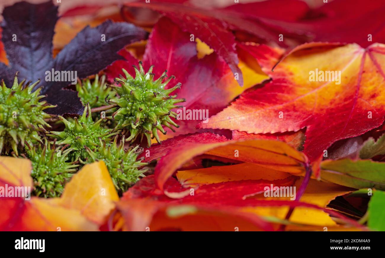 Frutti e foglie di zuccherine americane Foto Stock